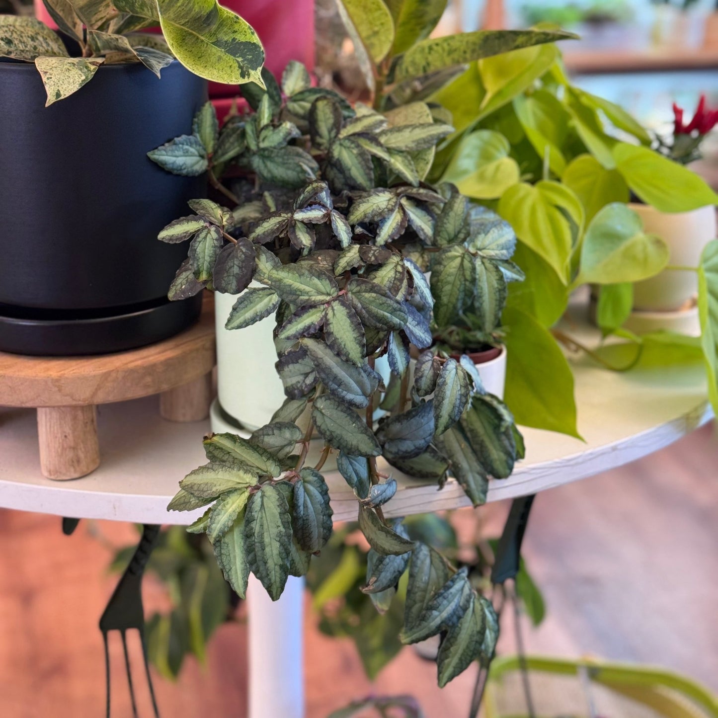 Pellionia repens - The Plant Lady SF