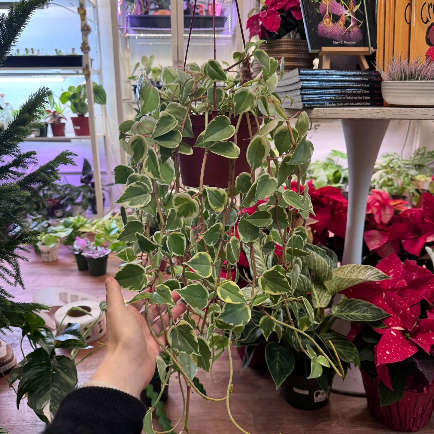 Peperomia 'Cupid' - The Plant Lady SF