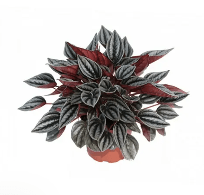 Peperomia mendoza - The Plant Lady SF