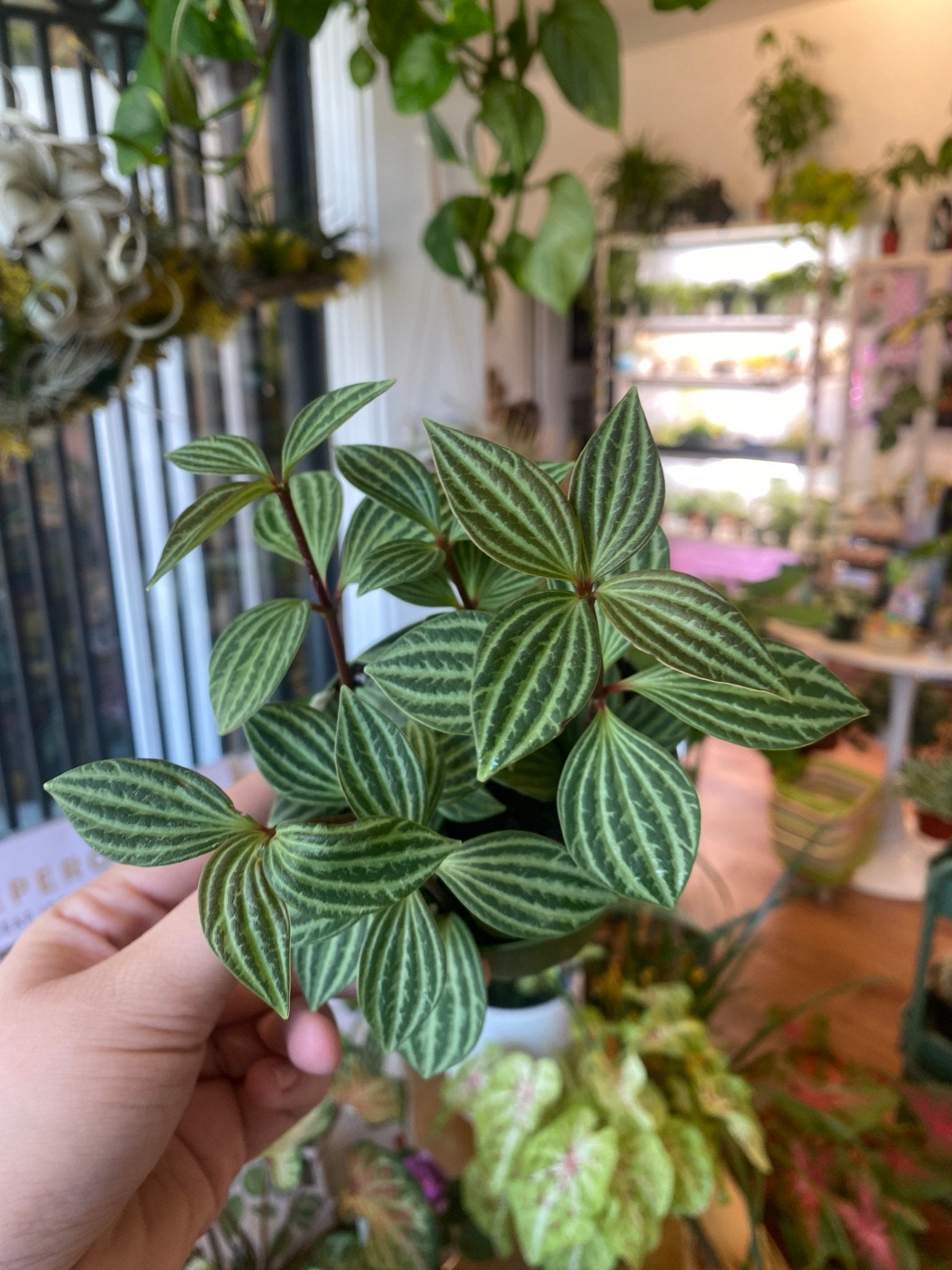 Peperomia puteolata - The Plant Lady SF