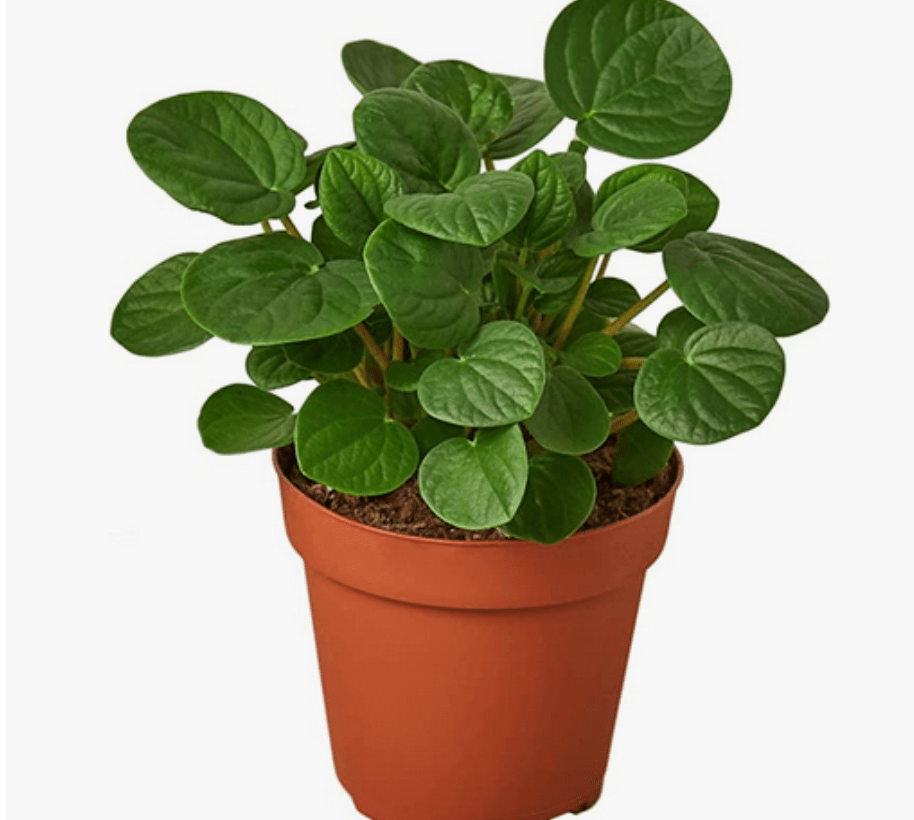 Peperomia 'Rana Verde' - The Plant Lady SF
