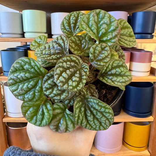 Peperomia robella "Pink" - The Plant Lady SF