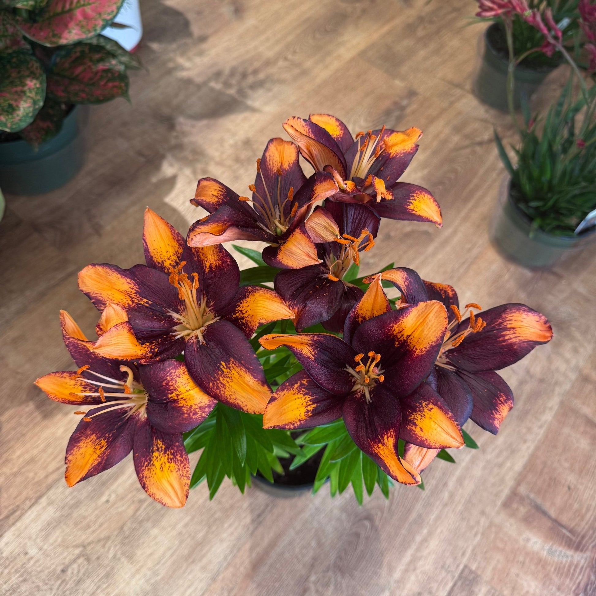 asiatic lily in planters Peruvian Lilly (local pick up only)