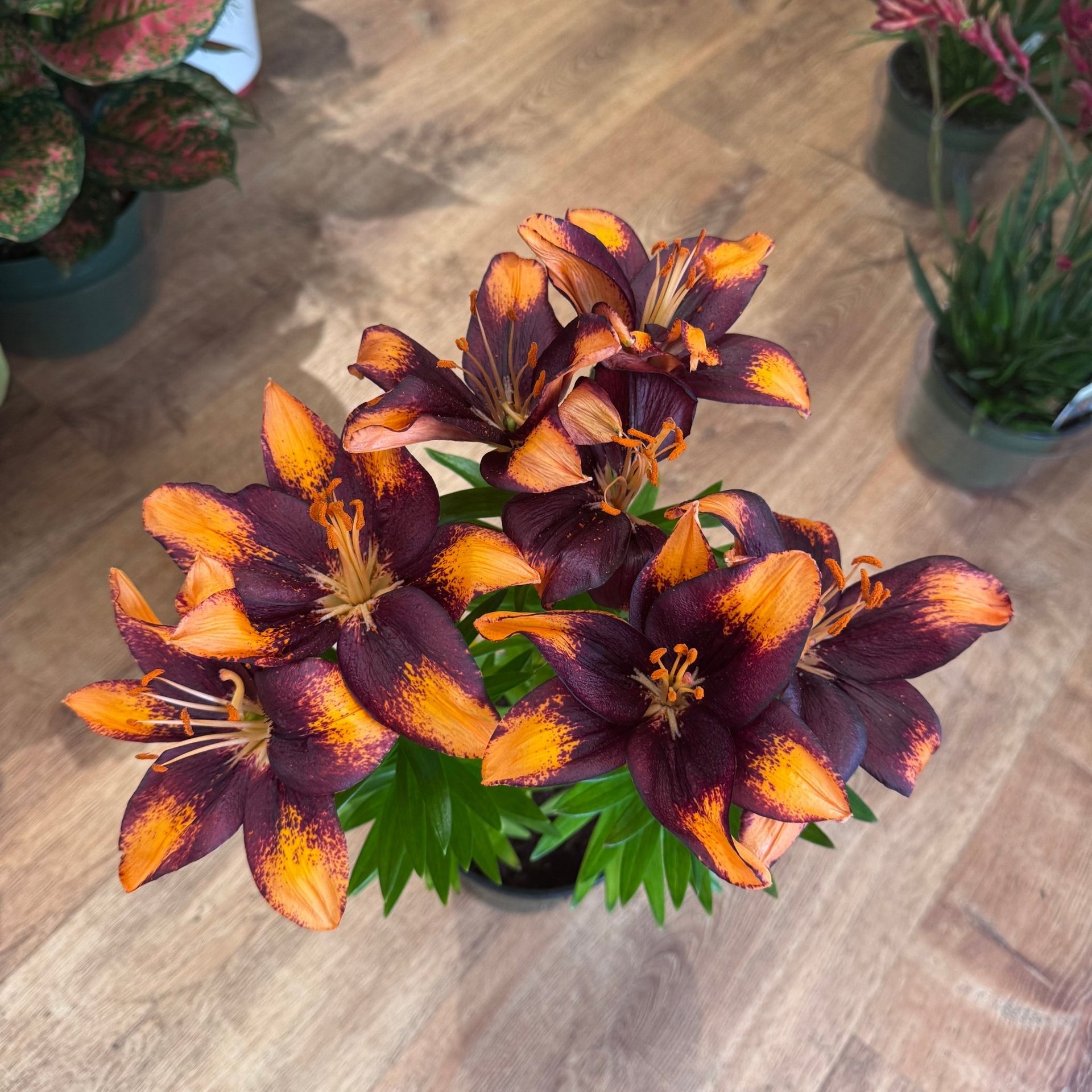 Peruvian Lilly (local pick up only) – The Plant Lady SF