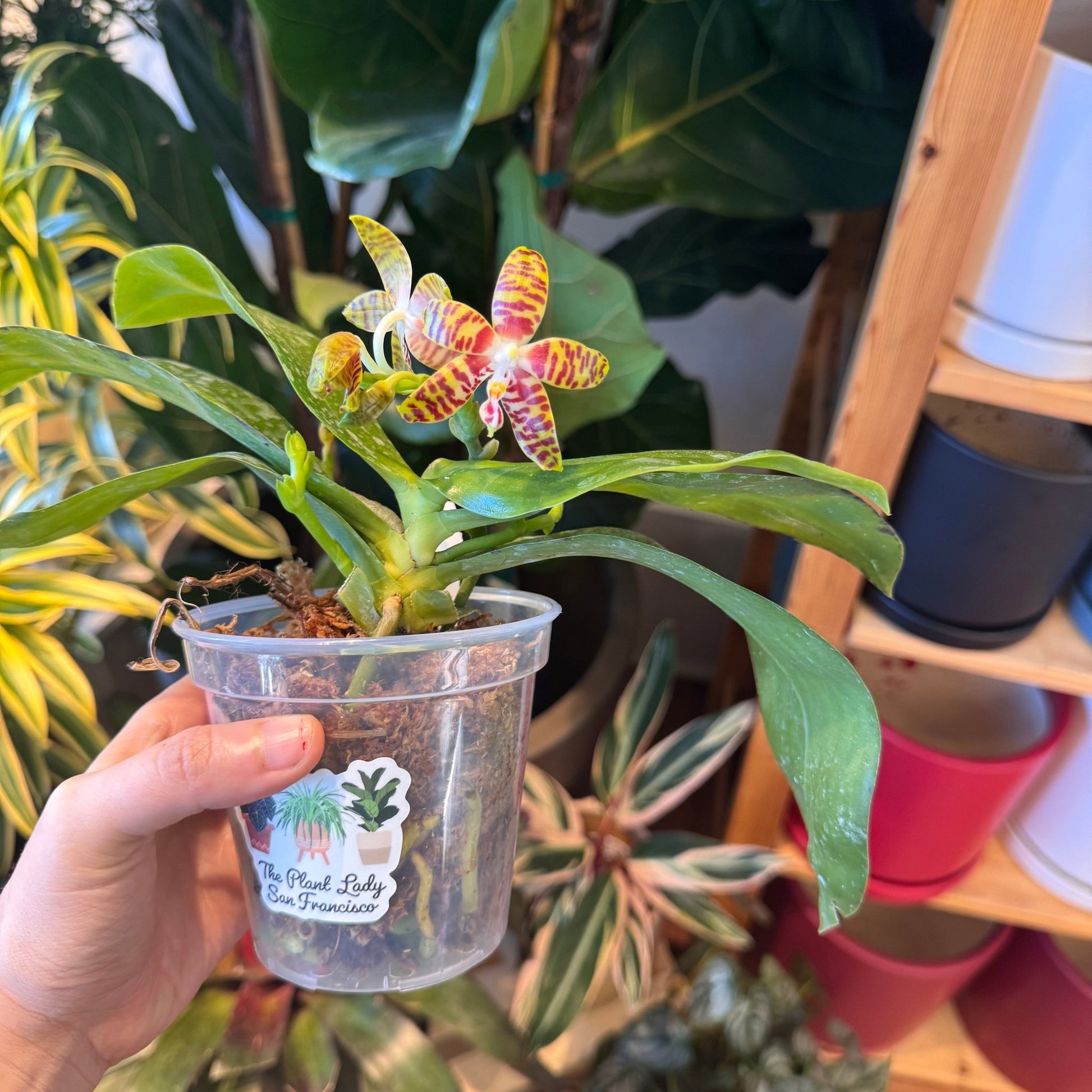 Phalaenopsis amboinensis x sib - The Plant Lady SF