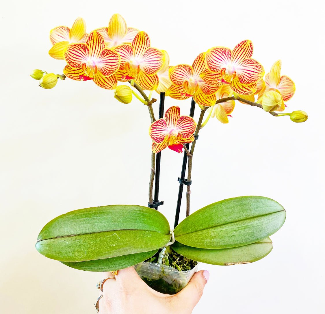 Phalaenopsis Assorted (Moth Orchid) - The Plant Lady SF