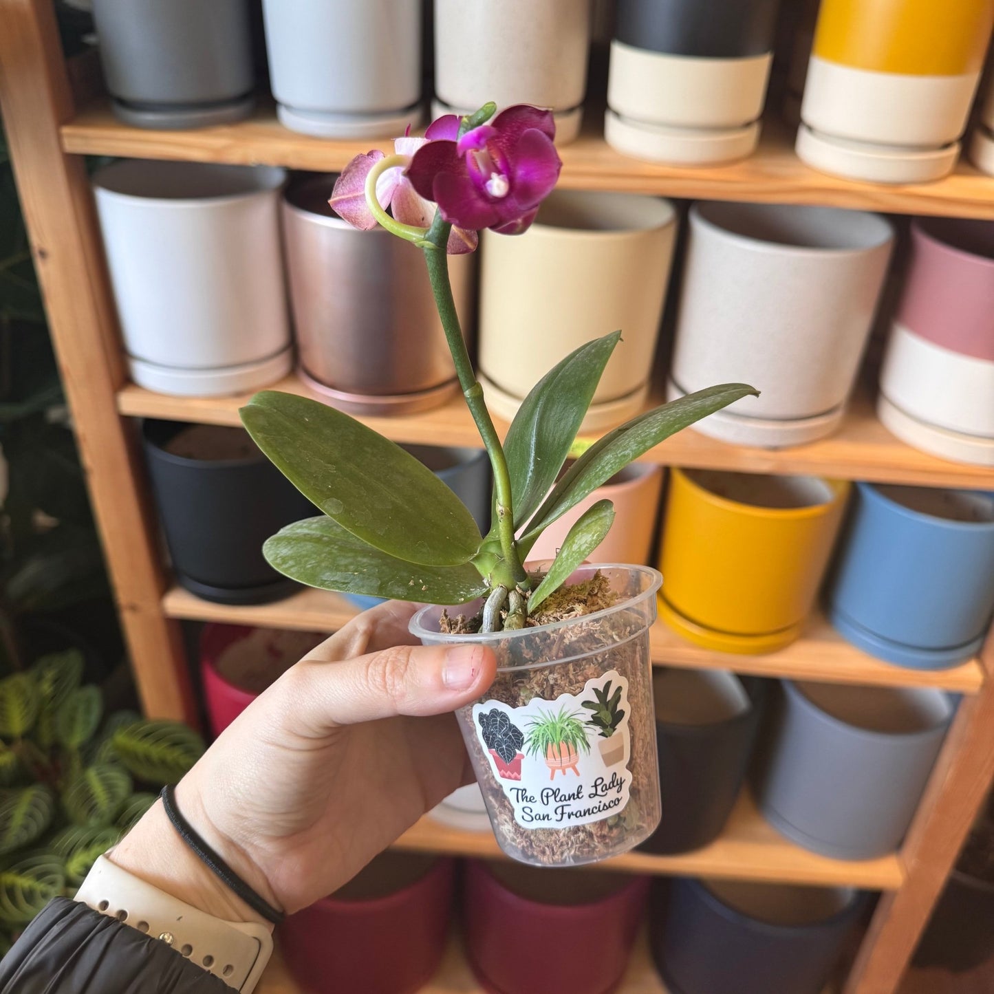 Phalaenopsis Lioulin Rosebud - The Plant Lady SF