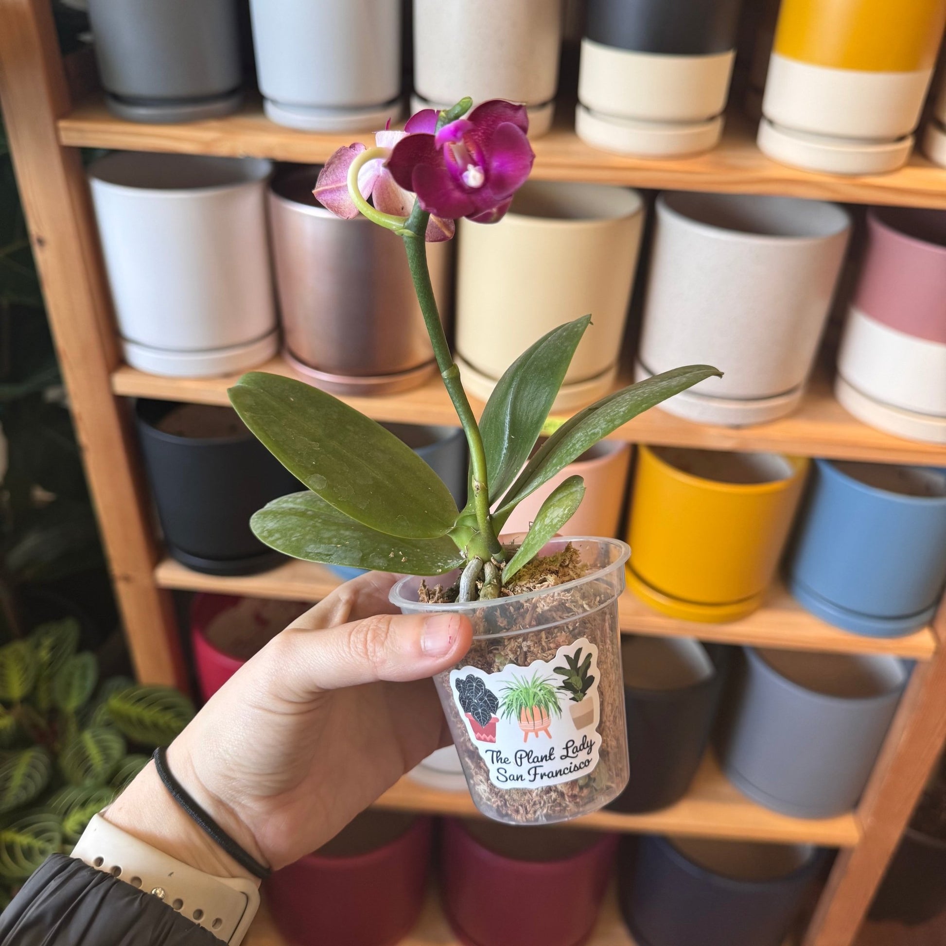 Phalaenopsis Lioulin Rosebud - The Plant Lady SF