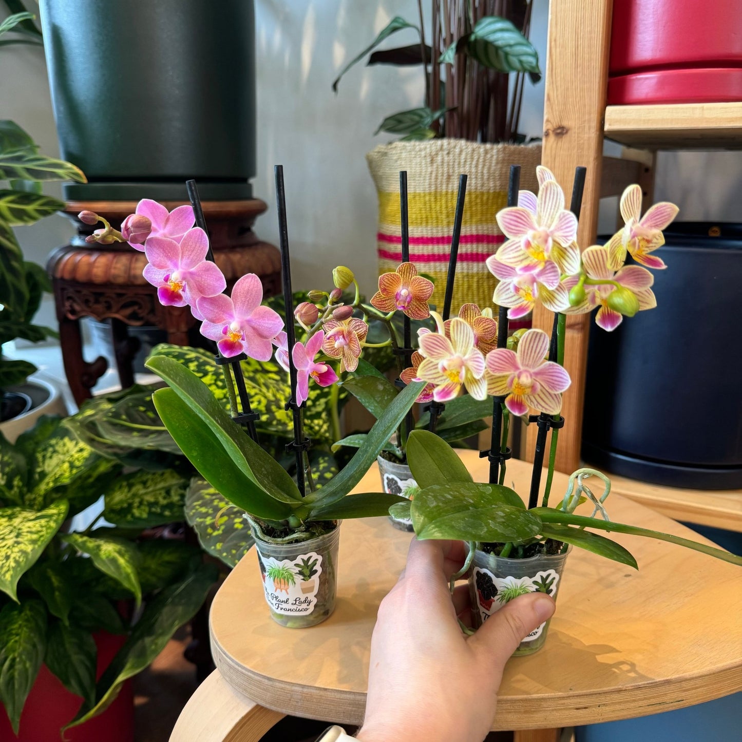 Phalaenopsis miniature, assorted - The Plant Lady SF