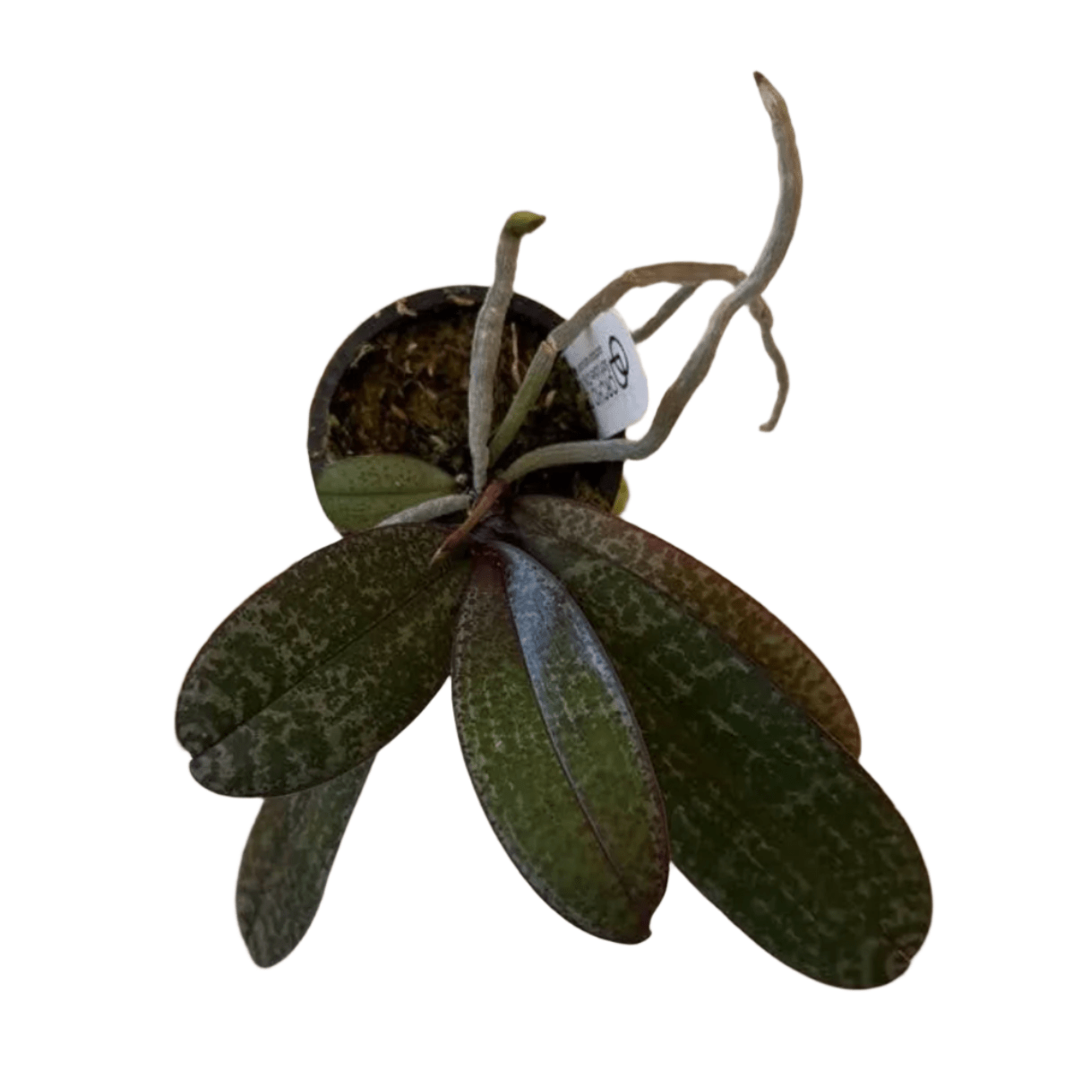 Phalaenopsis philippinensis ('Panay' x 'Samar' or ‘Mindoro’ x ‘Mindanao’) - The Plant Lady SF