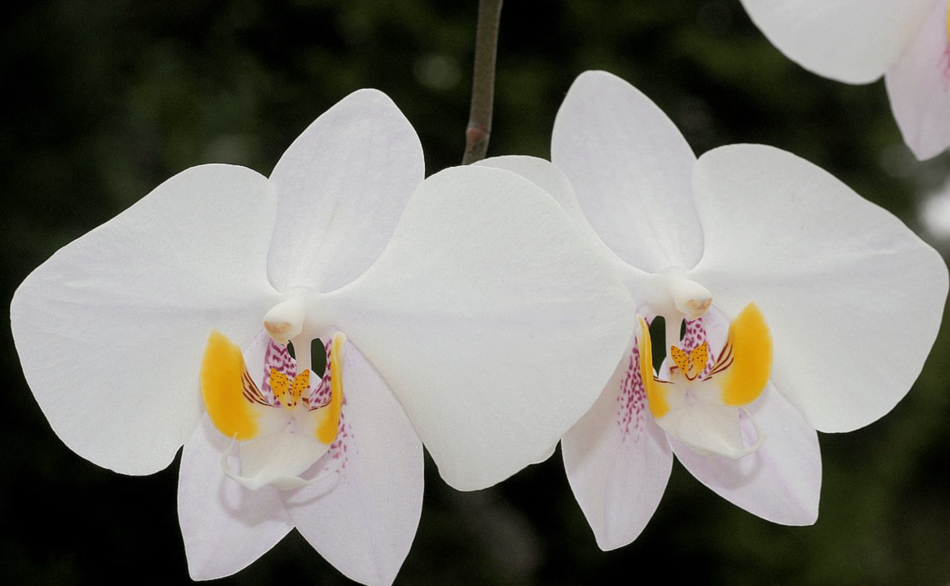Phalaenopsis philippinensis ('Panay' x 'Samar' or ‘Mindoro’ x ‘Mindanao’) - The Plant Lady SF
