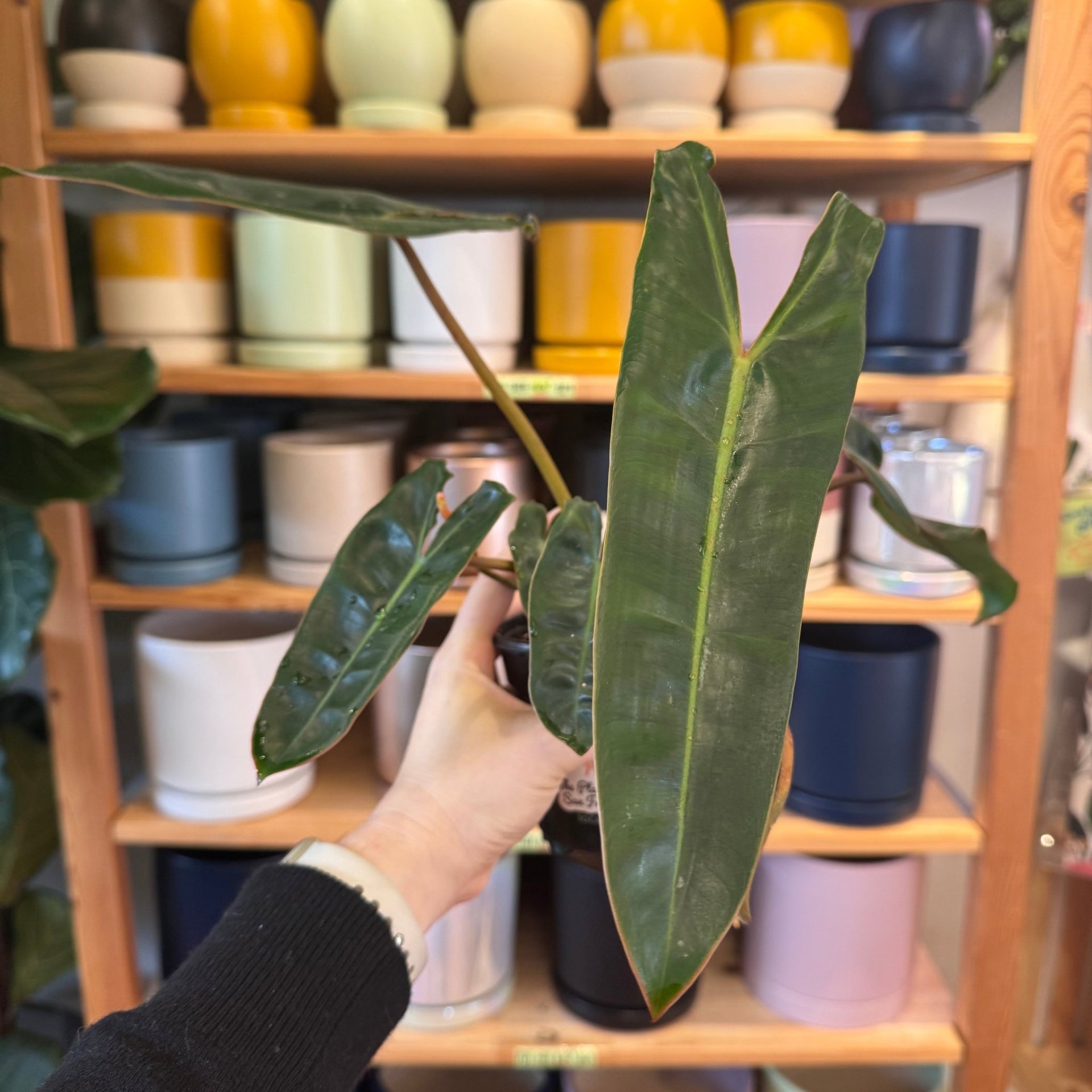 Philodendron billietiae – The Plant Lady SF