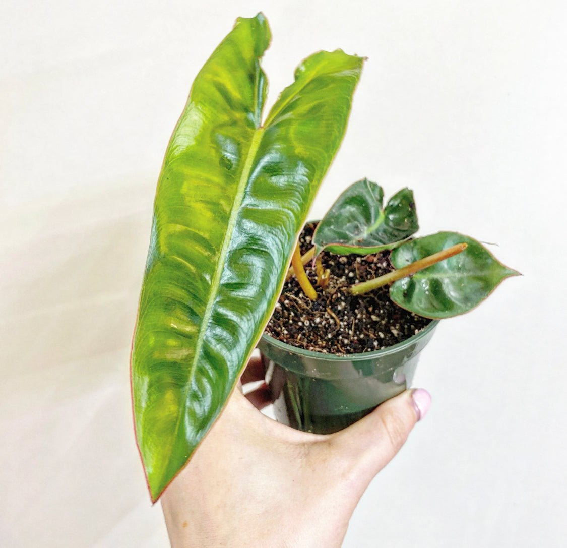 philodendron billietiae x apomenta Philodendron billietiae – The Plant Lady SF