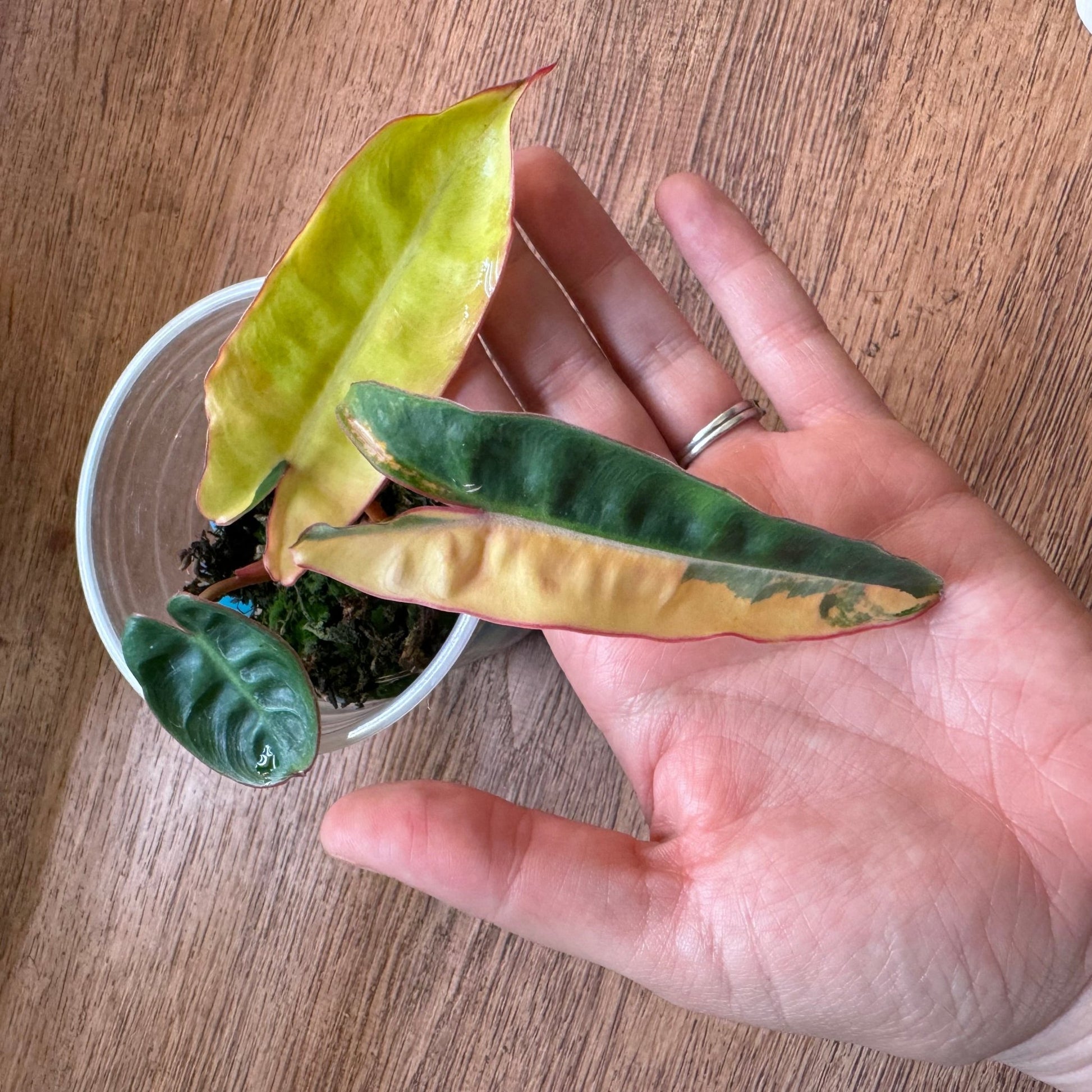 philodendron billietiae variegated baby Philodendron billietiae variegated