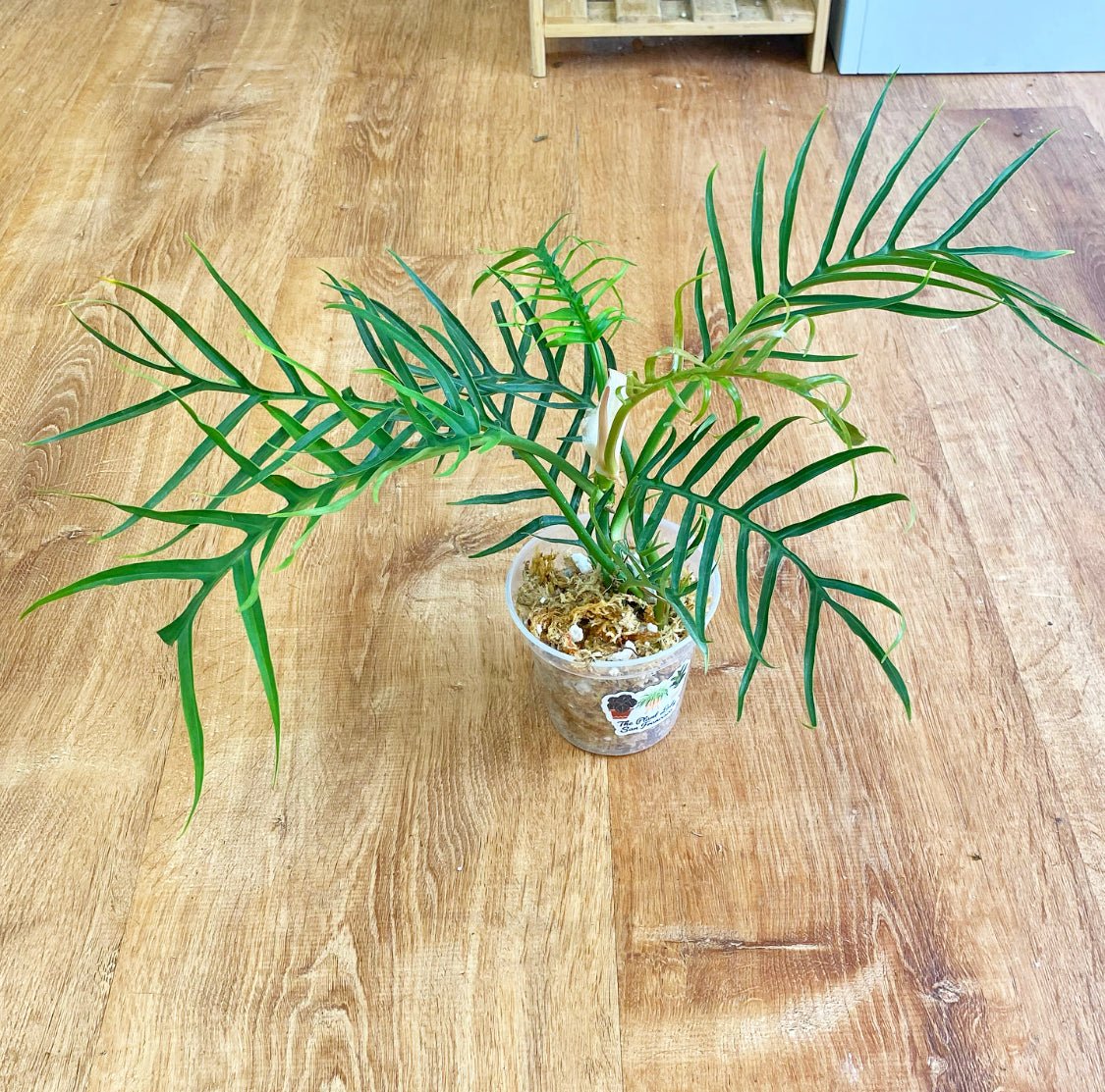 Philodendron bipinnatifidum tortum - The Plant Lady SF