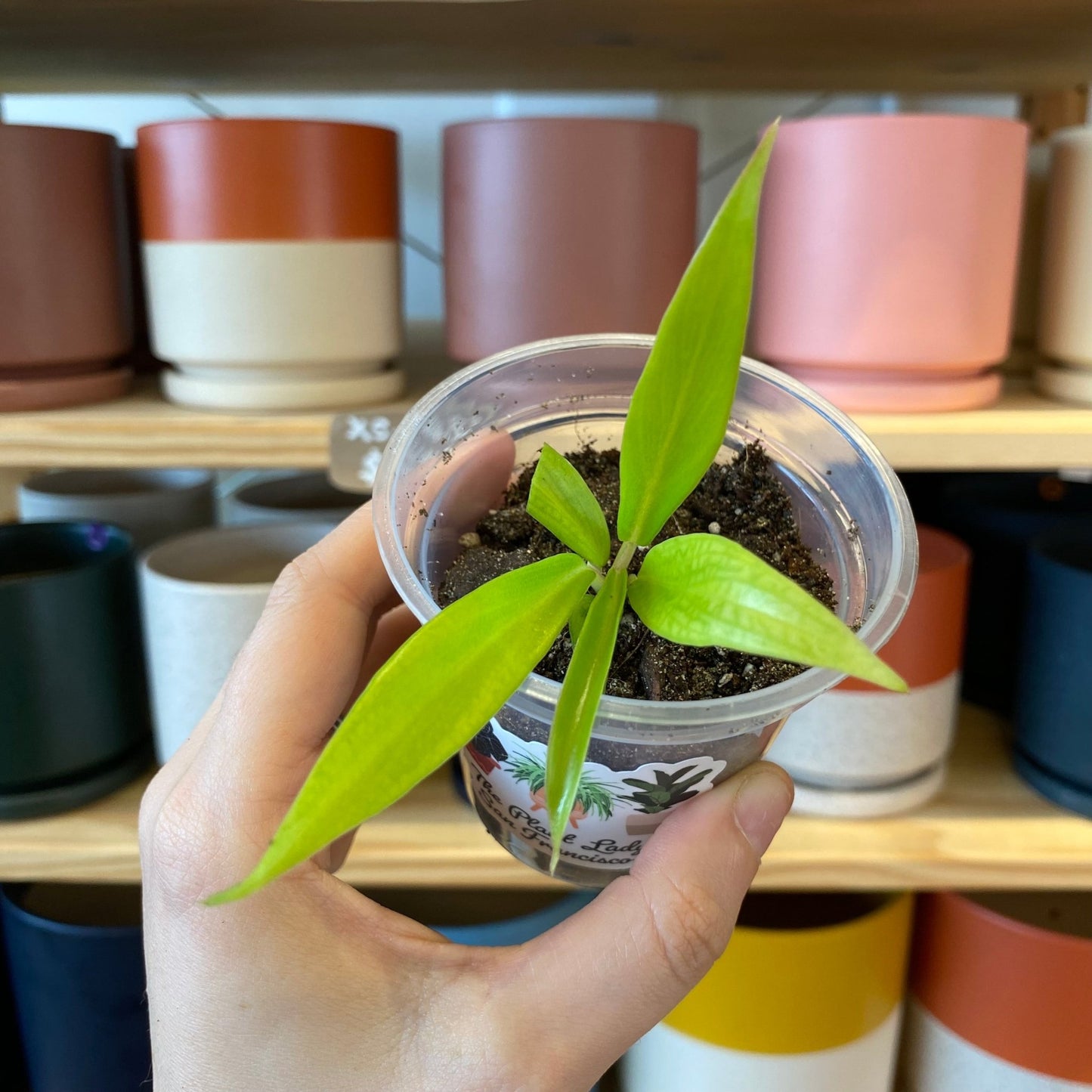 Philodendron bipinnatifidum tortum - The Plant Lady SF
