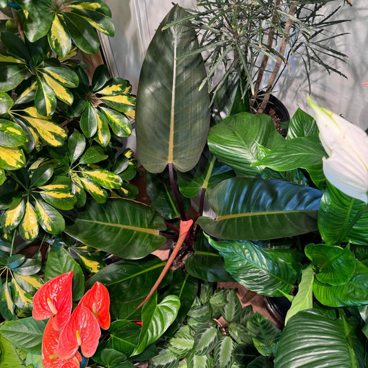 Philodendron ‘Congo Rojo’ - The Plant Lady SF