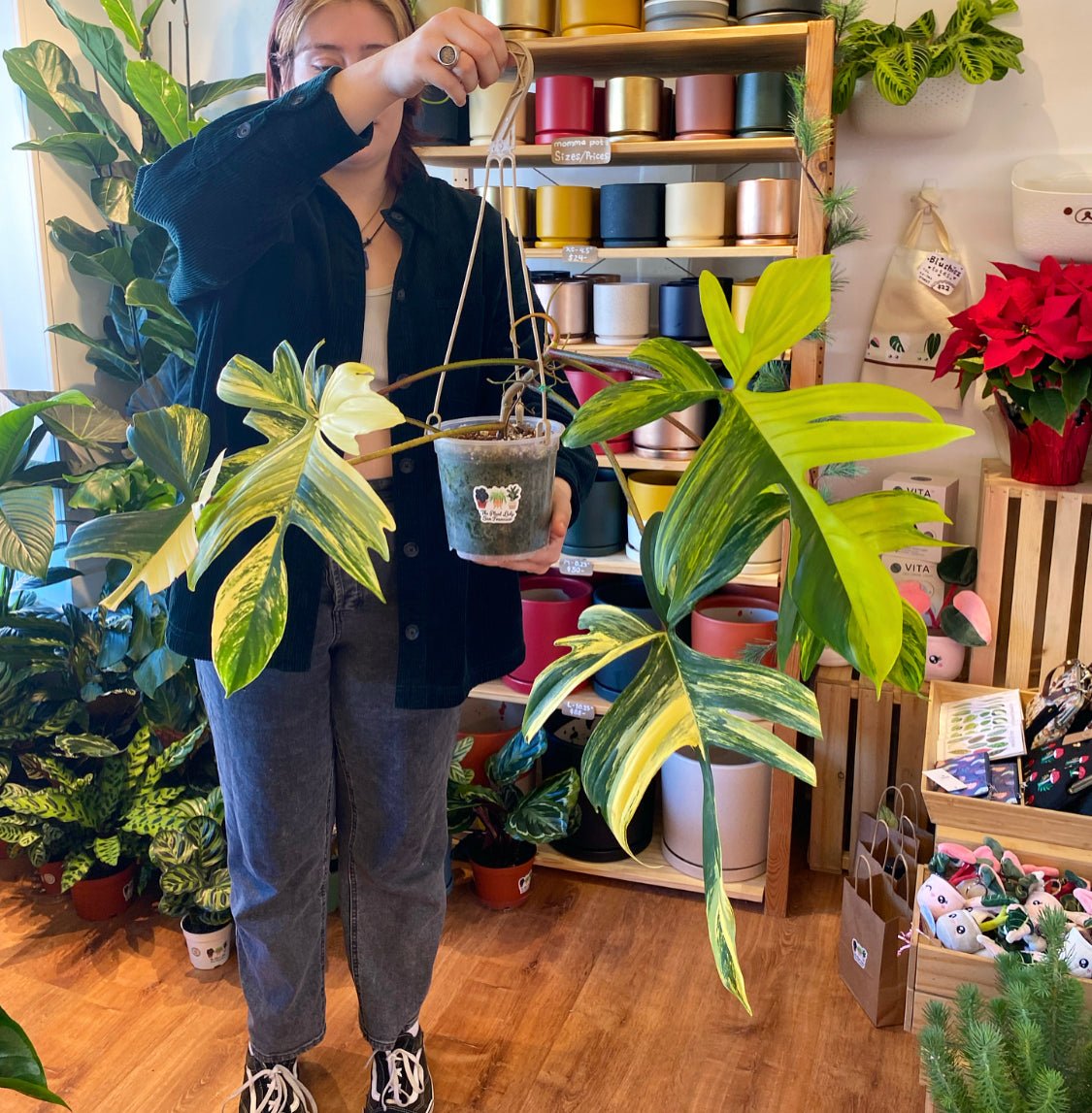 Philodendron ‘Florida Beauty’ Varieagata - The Plant Lady SF