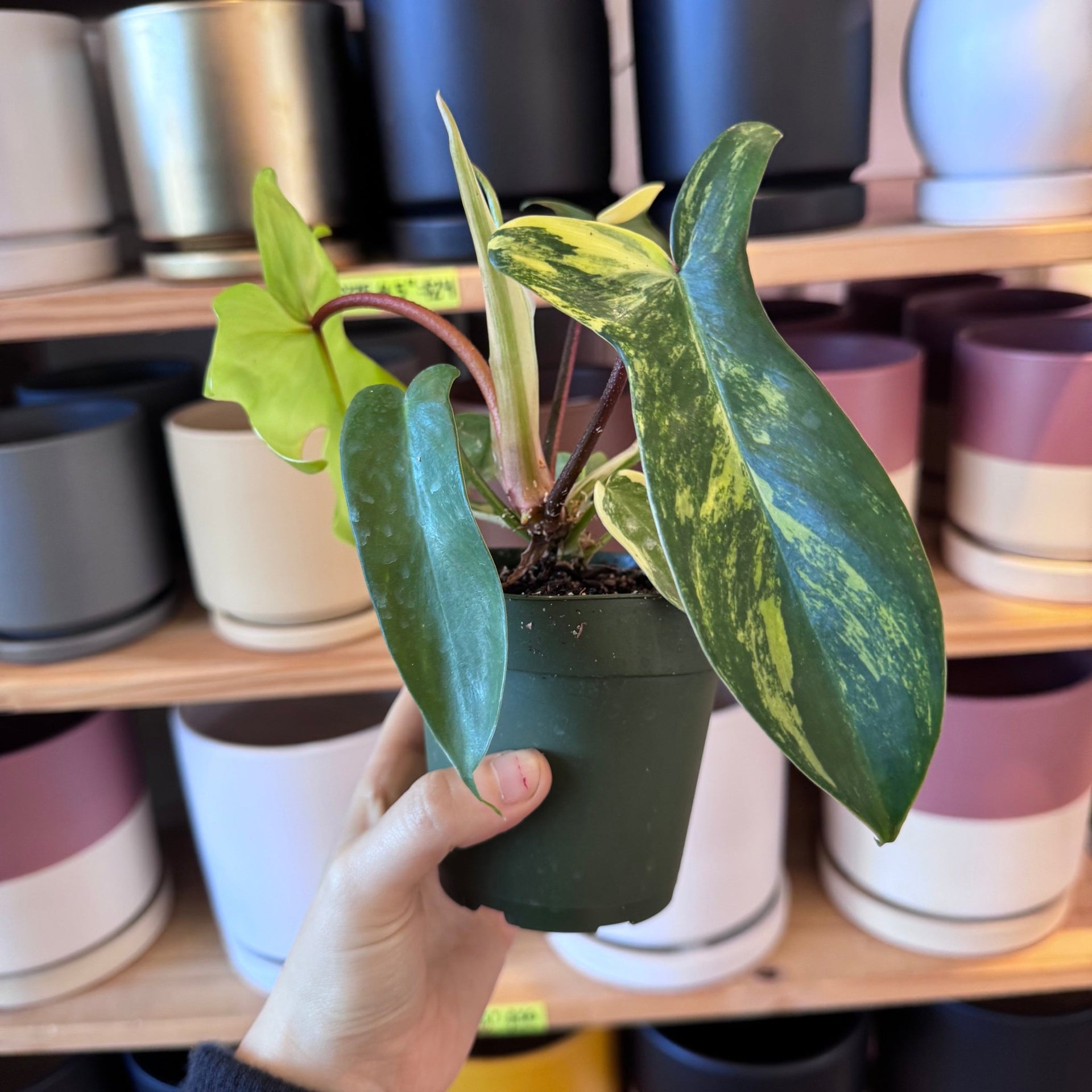 philodendron florida beauty variegated for sale Philodendron 'Florida Beauty' Varieagata – The Plant Lady SF