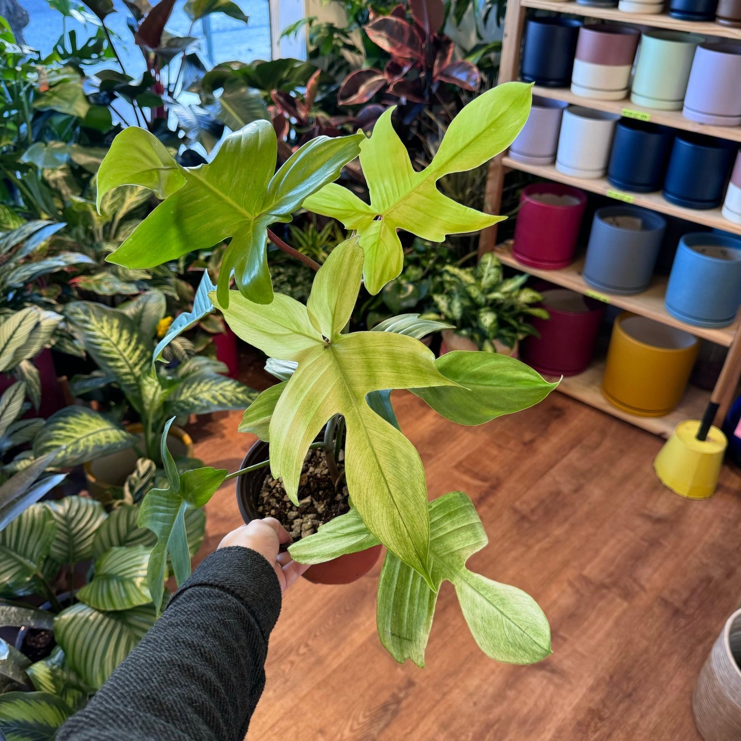 Philodendron 'Florida Ghost' - The Plant Lady SF