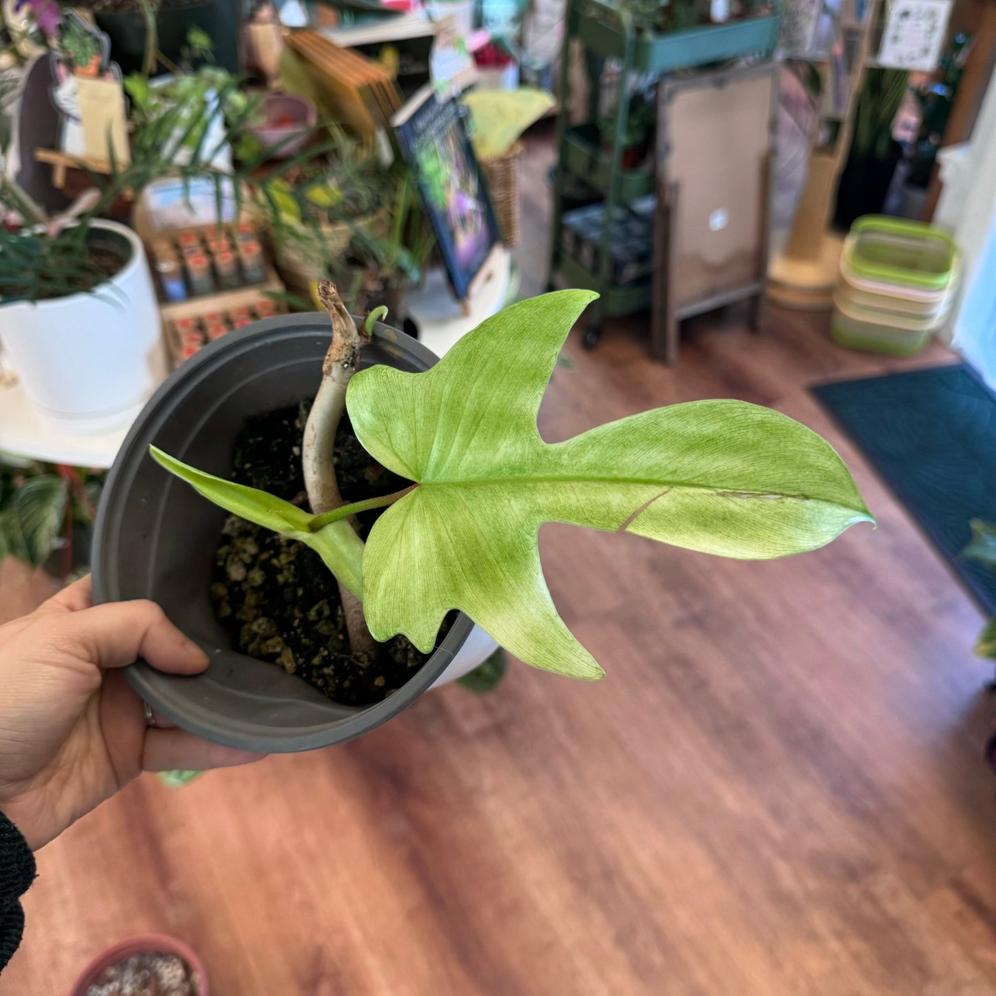Philodendron 'Florida Ghost' - The Plant Lady SF