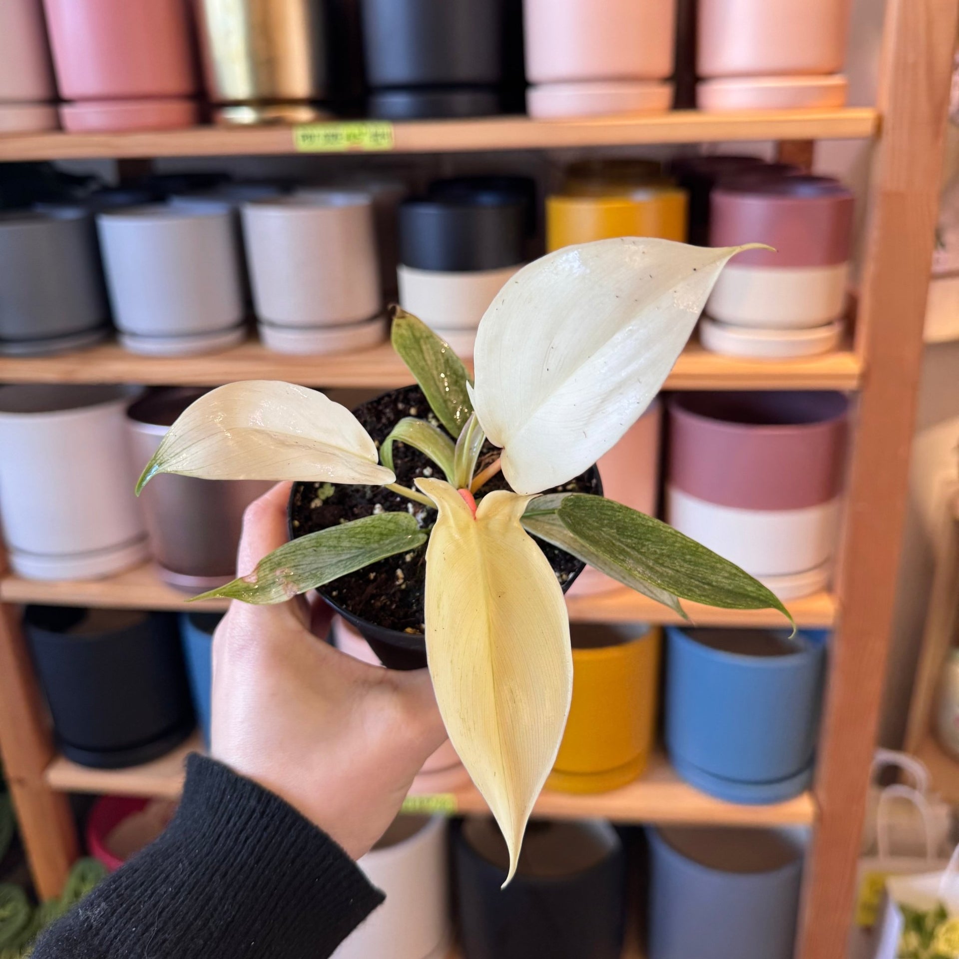 philodendron bipinnatifidum birkin pink Philodendron Birkin Pink main image 0