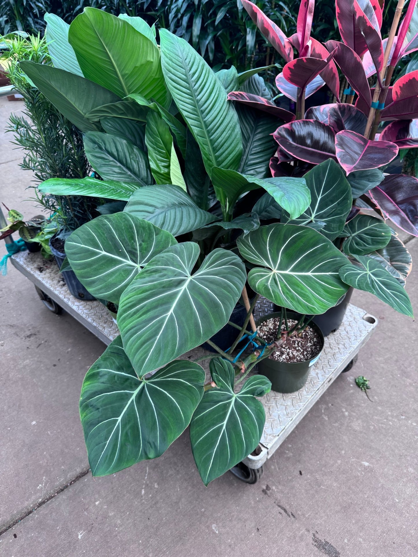 Philodendron gloriosum - The Plant Lady SF