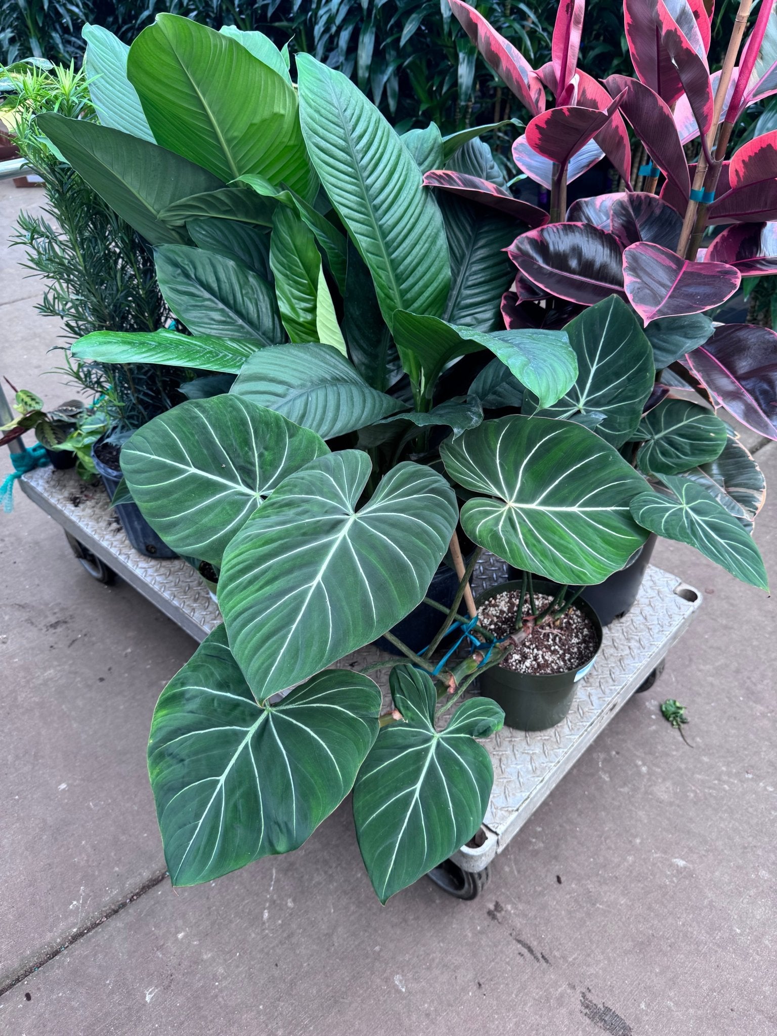 Philodendron gloriosum - The Plant Lady SF
