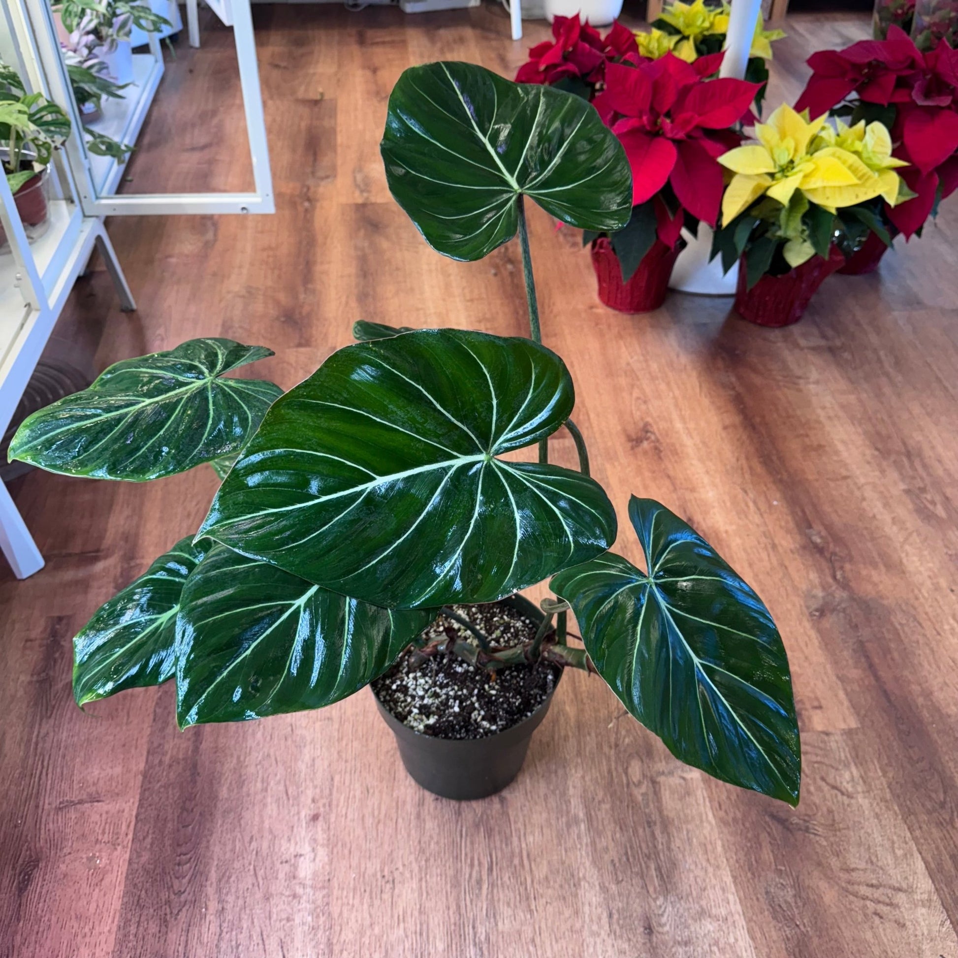 philodendron gloriosum sverige Philodendron gloriosum – The Plant Lady SF