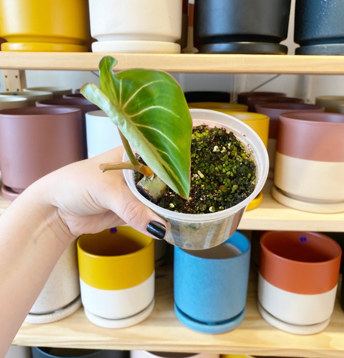 Philodendron gloriosum - The Plant Lady SF