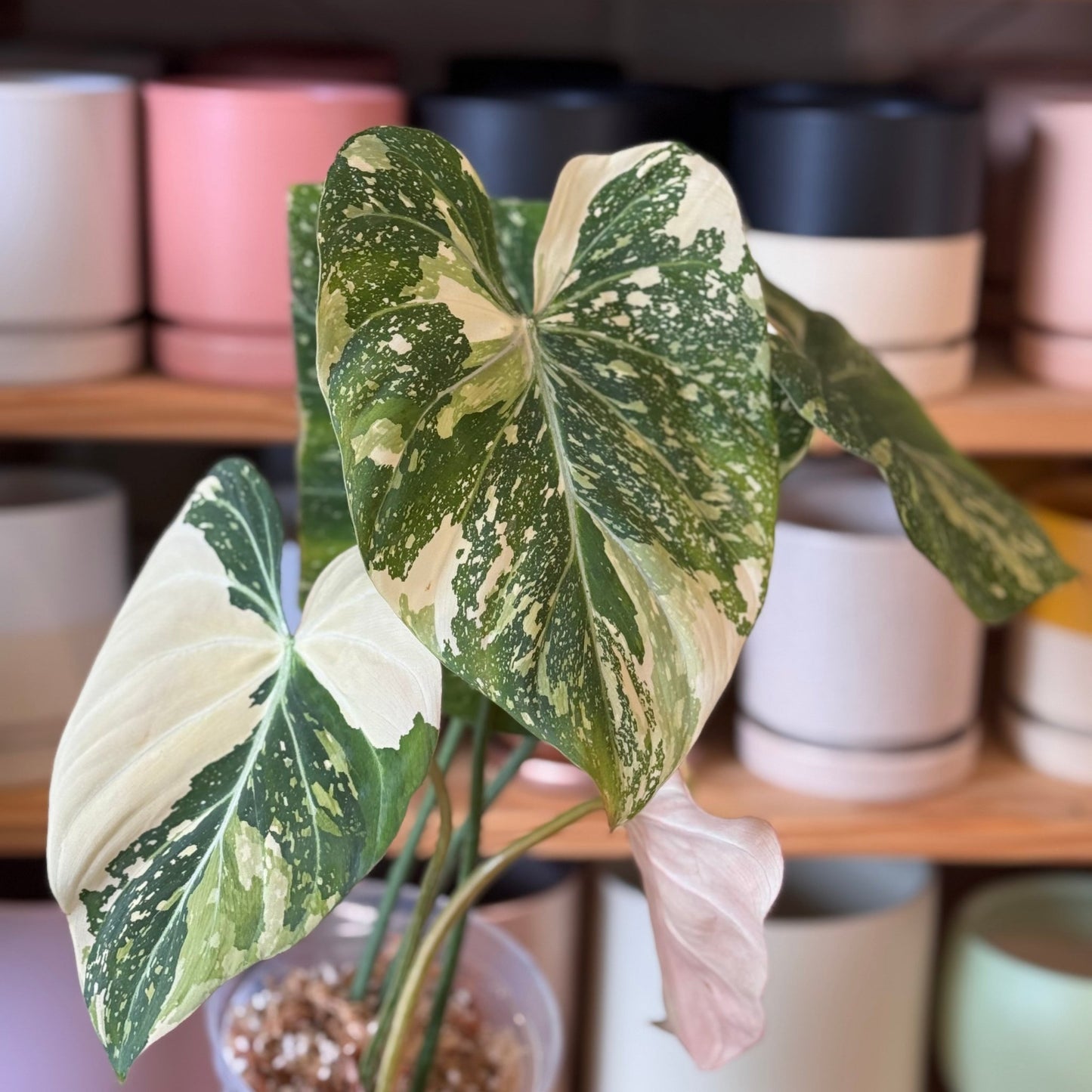 Philodendron gloriosum "Aurea Variegated" - The Plant Lady SF