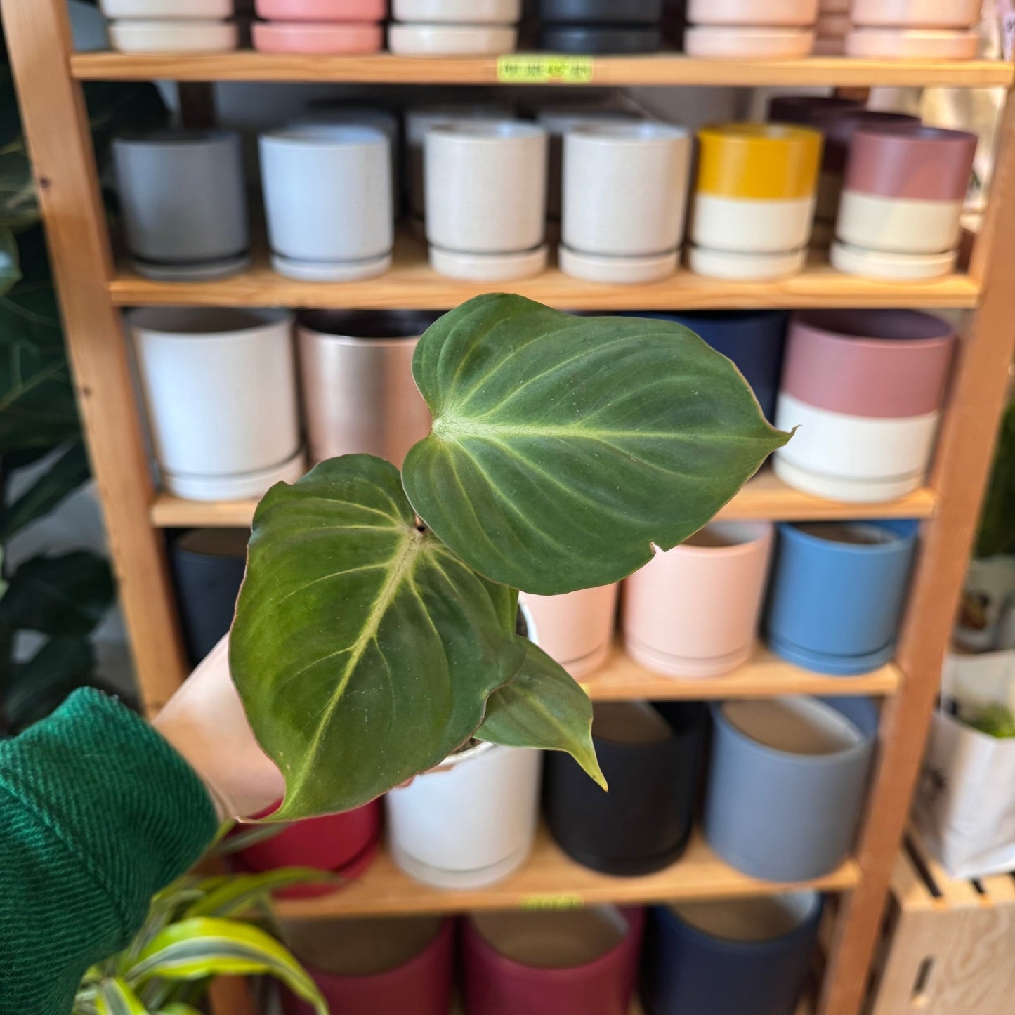 Philodendron gloriosum “Dark Form” - The Plant Lady SF