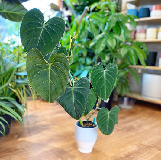 Philodendron "Glorious" (Melanochrysum X Gloriosum) - The Plant Lady SF