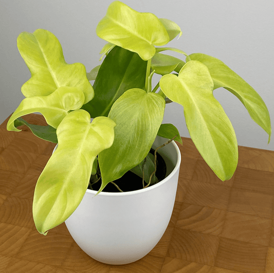 Philodendron 'Golden Violin' - The Plant Lady SF