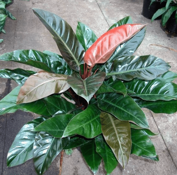 Philodendron 'Imperial Red' - The Plant Lady SF