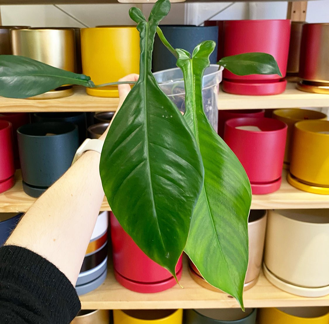 Philodendron joepii - The Plant Lady SF