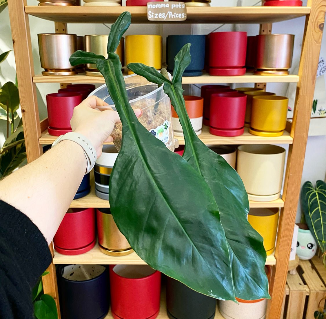 Philodendron joepii - The Plant Lady SF