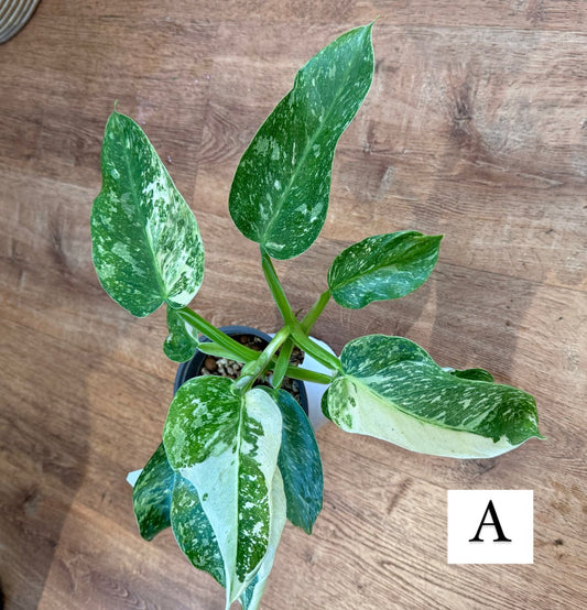 Philodendron 'Jose Buono' - The Plant Lady SF