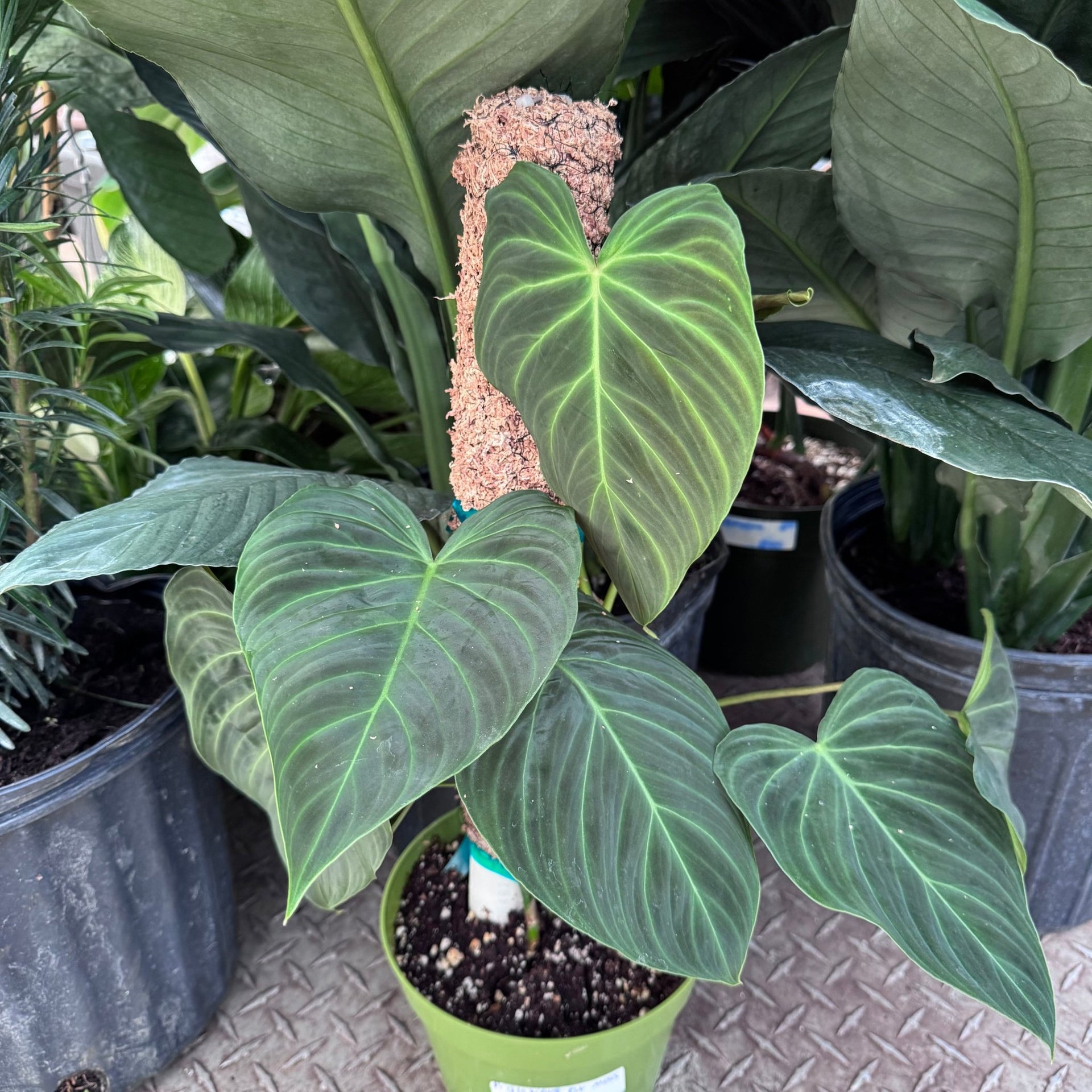 philodendron melano x verru Philodendron melanochrysum x verrucosum "Splendid"