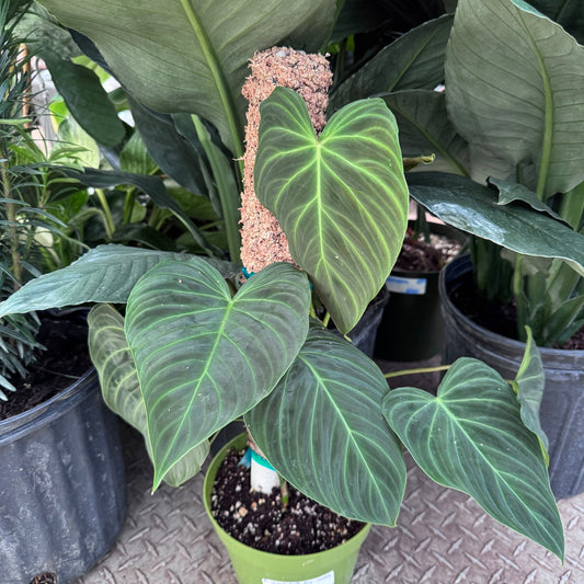 Philodendron melanochrysum x verrucosum "Splendid" - The Plant Lady SF