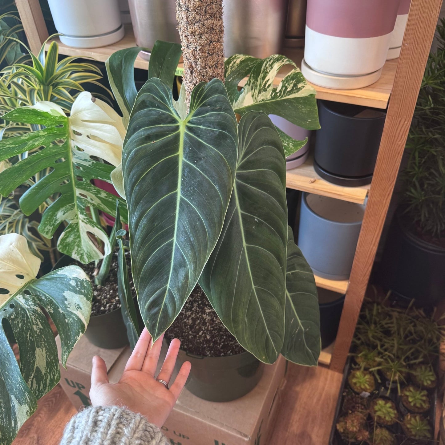 Philodendron melanochrysum (XL) - The Plant Lady SF