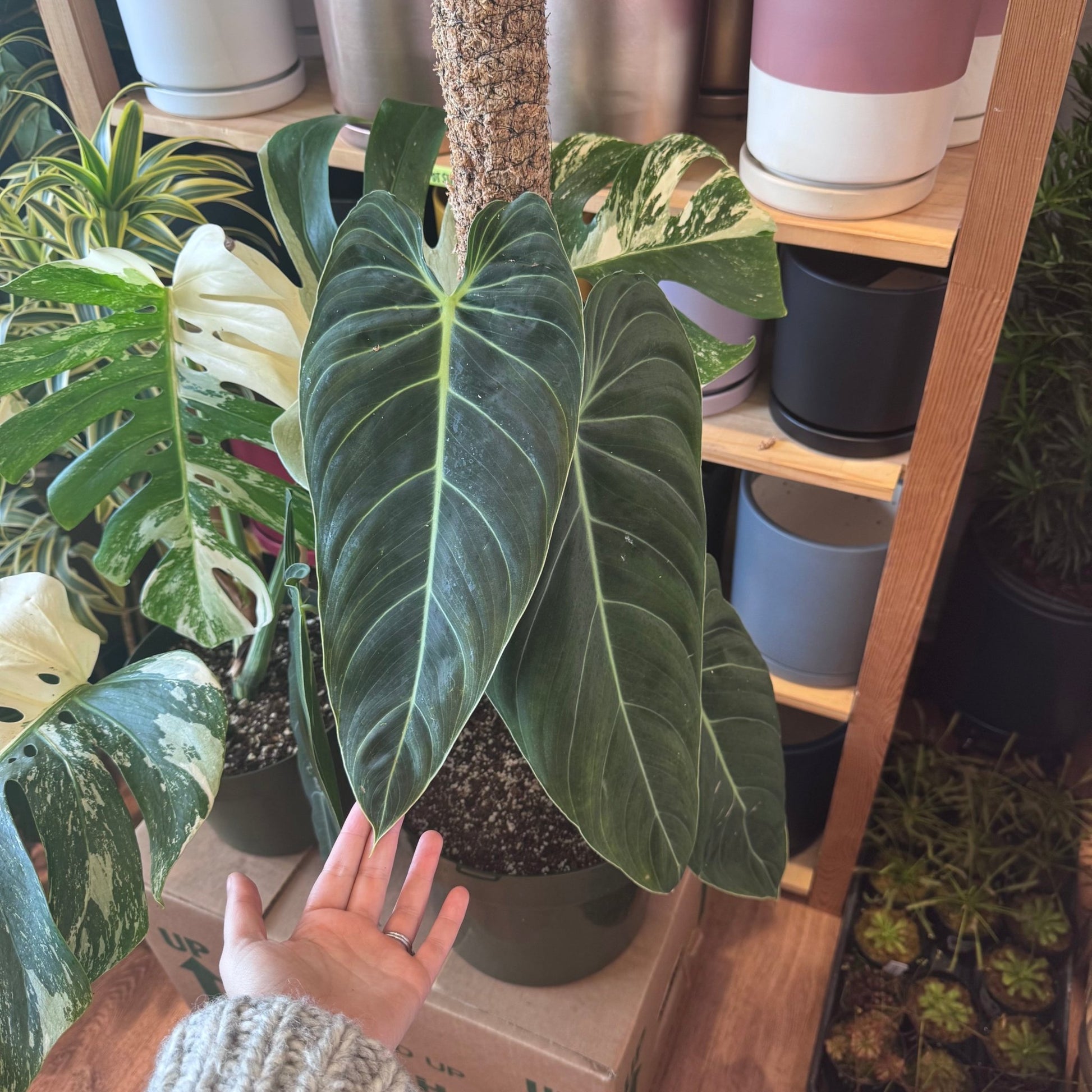 Philodendron melanochrysum (XL) - The Plant Lady SF