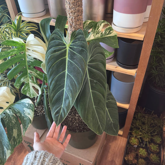 Philodendron melanochrysum (XL) - The Plant Lady SF