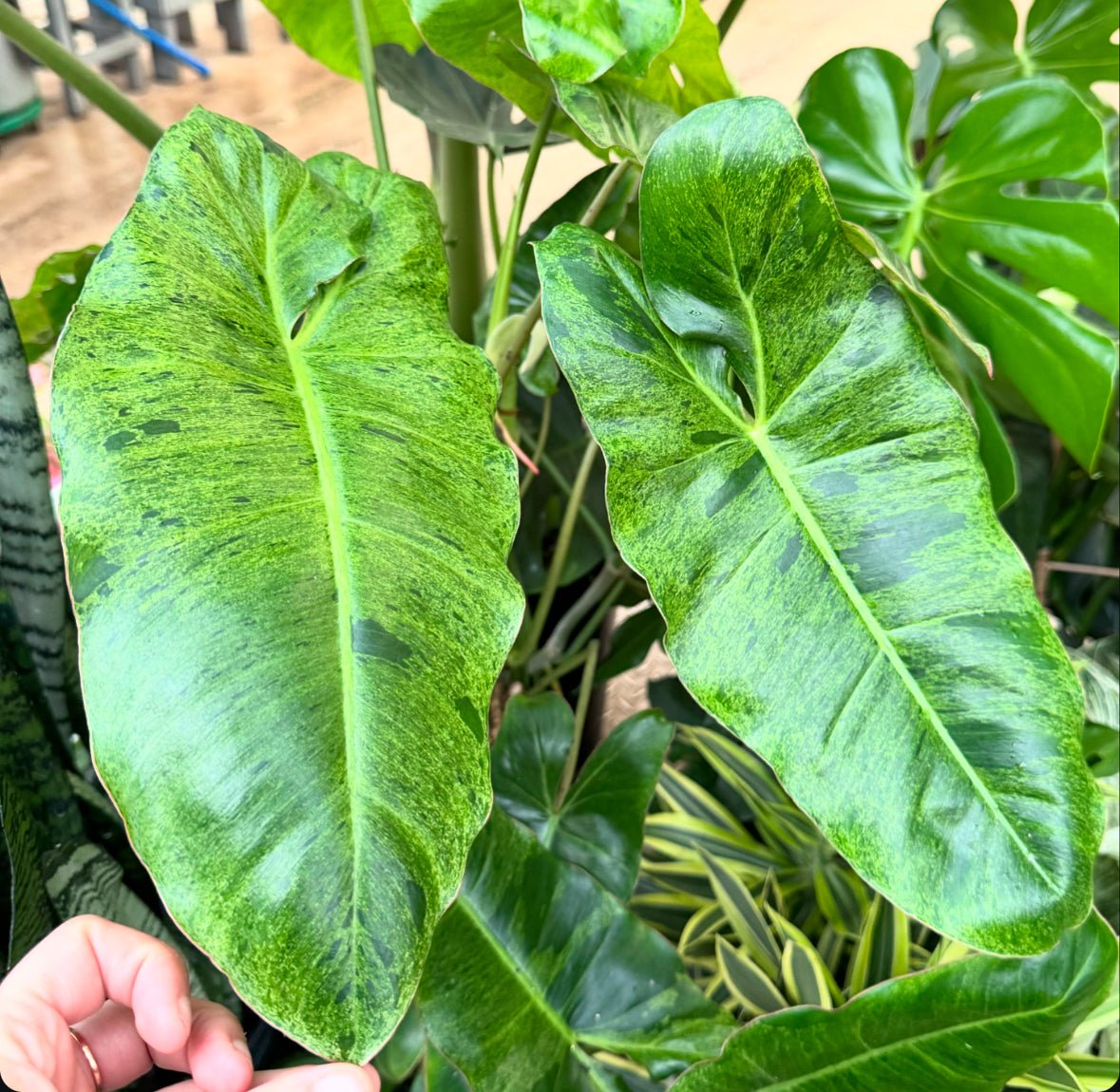 Philodendron 'Paraiso Verde' - The Plant Lady SF