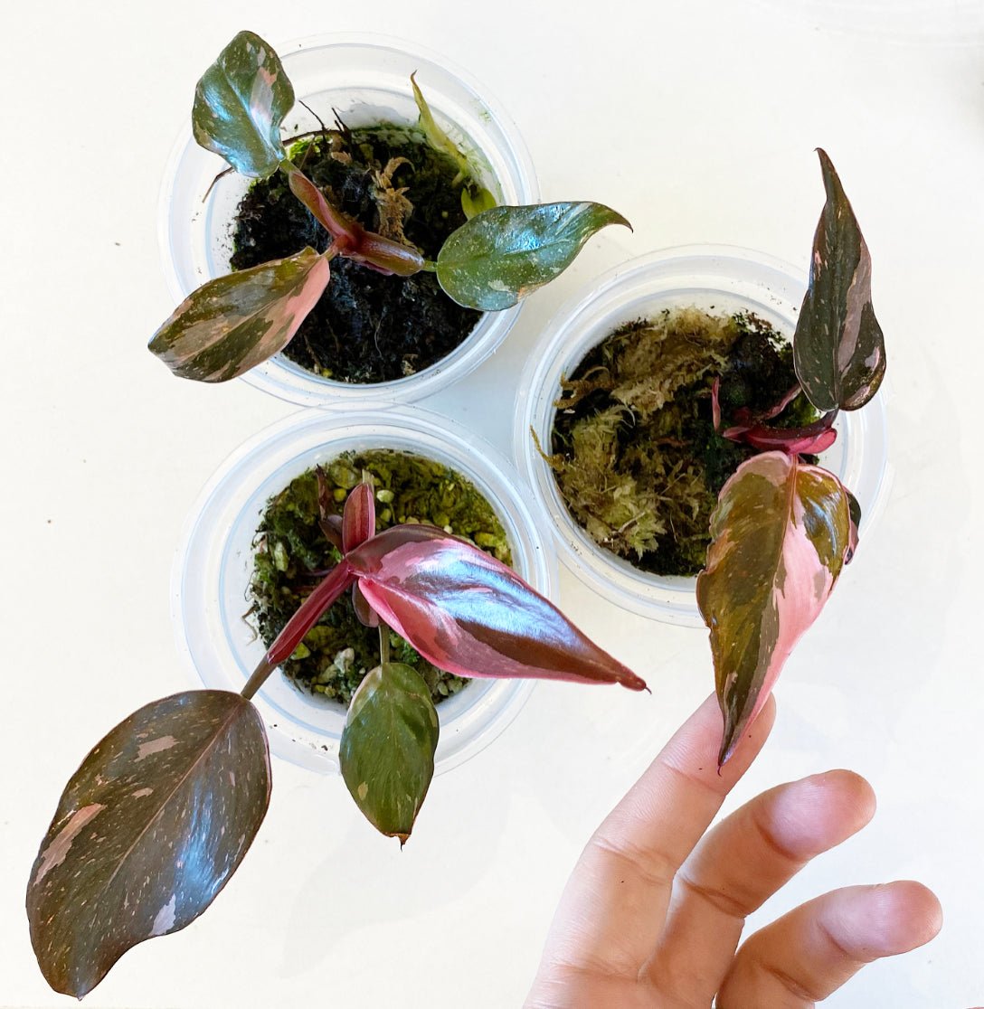 Philodendron 'Pink Princess' - The Plant Lady SF