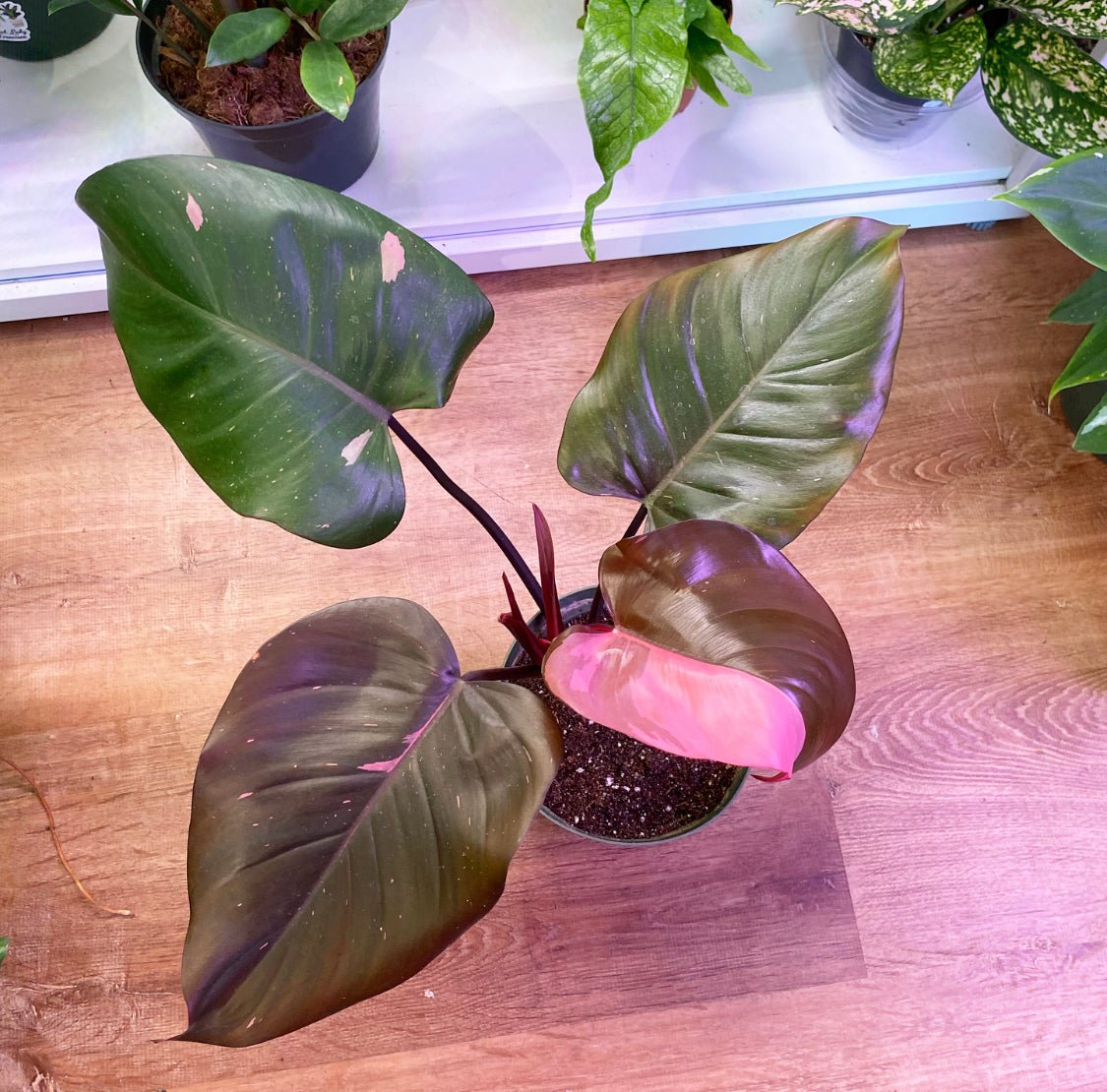 Philodendron 'Pink Princess' - The Plant Lady SF