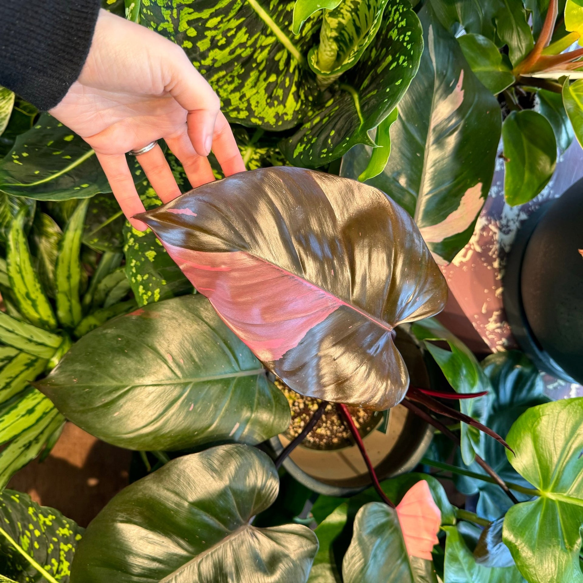 pink majesty philodendron Philodendron 'Pink Princess' – The Plant Lady SF