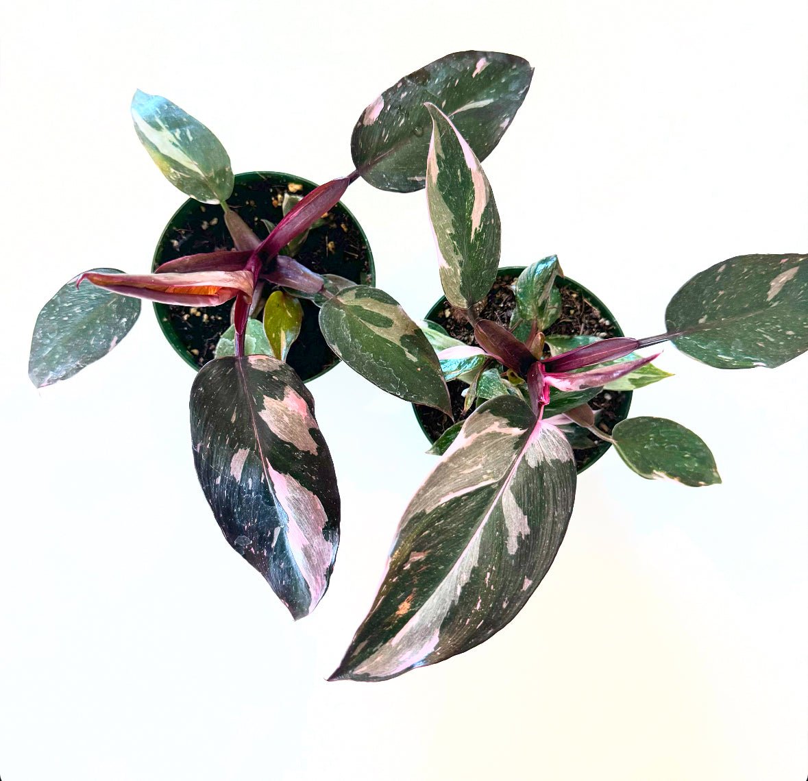 Philodendron 'Pink Princess' - The Plant Lady SF