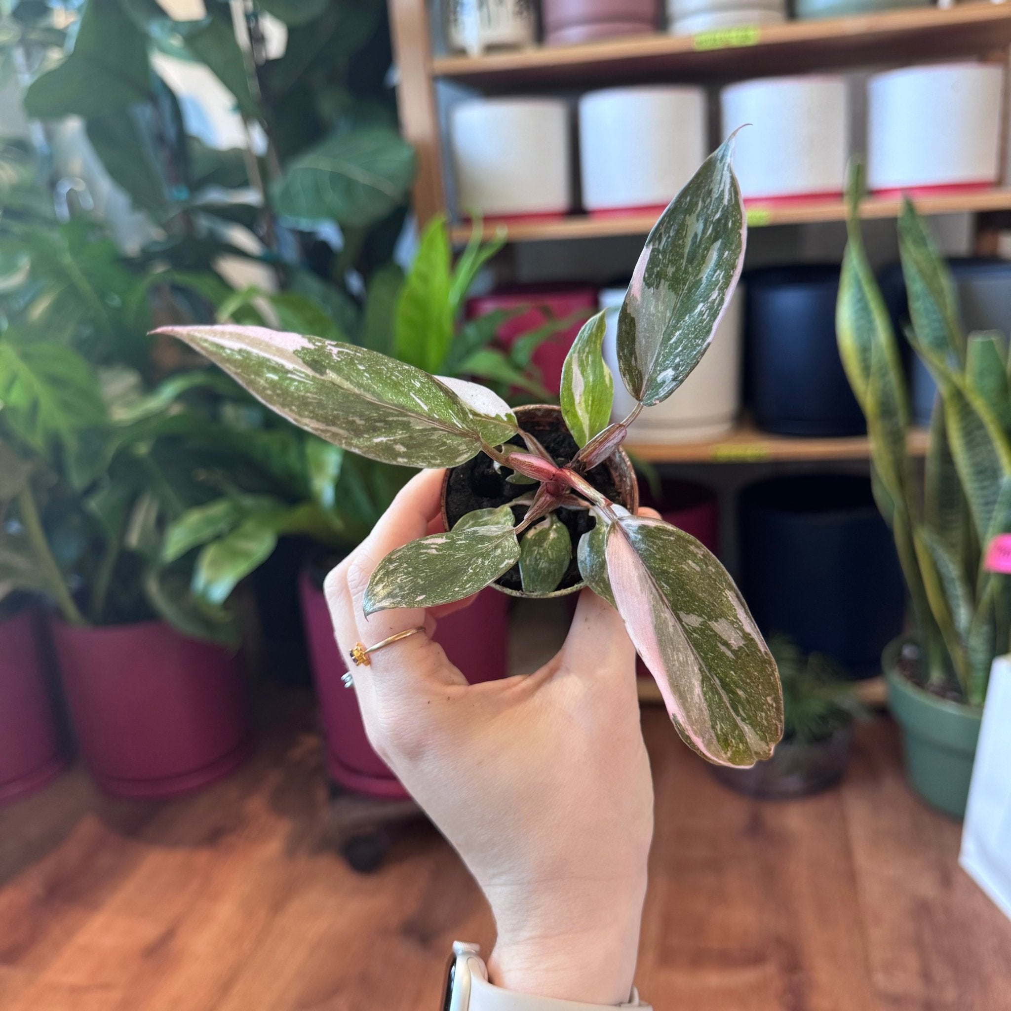 Philodendron Pink Princess “Marble” – The Plant Lady SF