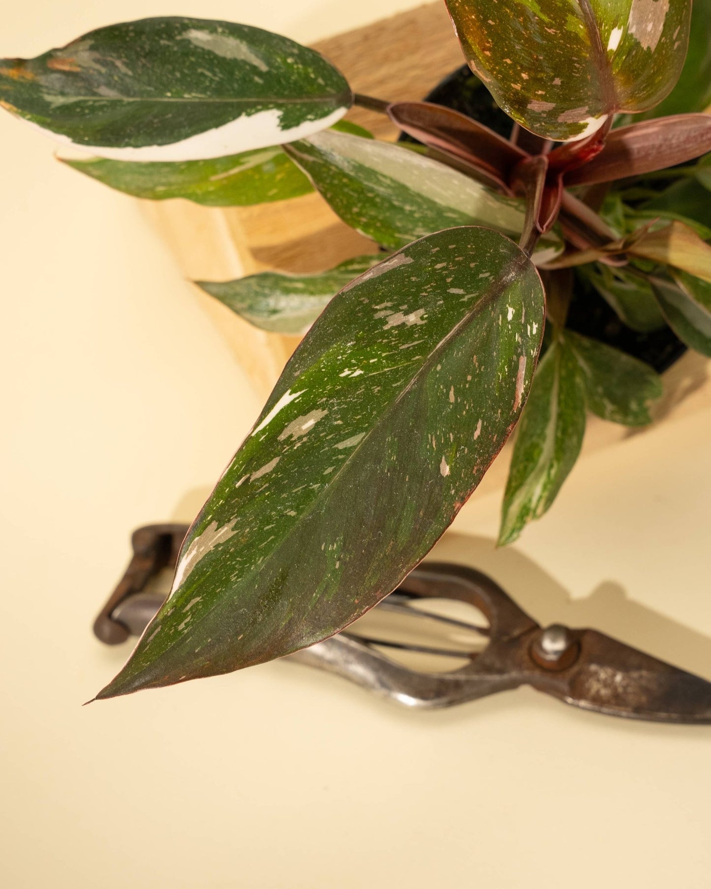 Philodendron 'Red Anderson' AKA "Pink Knight" - The Plant Lady SF